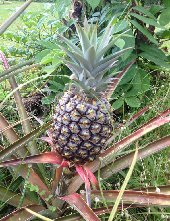Heavenly Hana Paradise Buitenkant foto